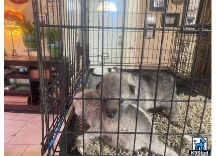 a couple of wolf dog dogs in a cage